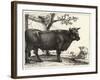 The Bull-Paulus Potter-Framed Giclee Print