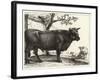 The Bull-Paulus Potter-Framed Giclee Print