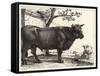 The Bull-Paulus Potter-Framed Stretched Canvas