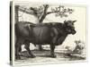 The Bull-Paulus Potter-Stretched Canvas