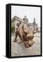 The Bund Bull in Front of the Shanghai Pudong Development Bank and Customs House-Michael DeFreitas-Framed Stretched Canvas