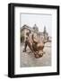 The Bund Bull in Front of the Shanghai Pudong Development Bank and Customs House-Michael DeFreitas-Framed Photographic Print