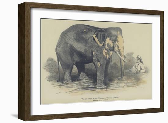 The Burmese White Elephant, Toung Taloung, Imported by Mr Barnum-null-Framed Giclee Print