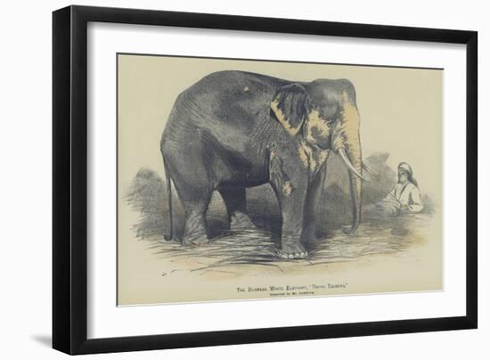 The Burmese White Elephant, Toung Taloung, Imported by Mr Barnum-null-Framed Giclee Print