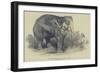 The Burmese White Elephant, Toung Taloung, Imported by Mr Barnum-null-Framed Giclee Print