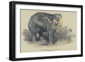 The Burmese White Elephant, Toung Taloung, Imported by Mr Barnum-null-Framed Giclee Print