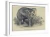 The Burmese White Elephant, Toung Taloung, Imported by Mr Barnum-null-Framed Giclee Print