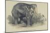 The Burmese White Elephant, Toung Taloung, Imported by Mr Barnum-null-Mounted Giclee Print