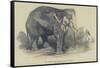 The Burmese White Elephant, Toung Taloung, Imported by Mr Barnum-null-Framed Stretched Canvas