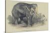 The Burmese White Elephant, Toung Taloung, Imported by Mr Barnum-null-Stretched Canvas