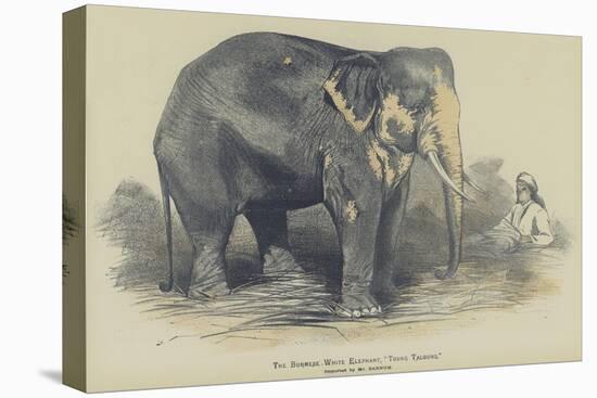 The Burmese White Elephant, Toung Taloung, Imported by Mr Barnum-null-Stretched Canvas