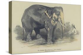 The Burmese White Elephant, Toung Taloung, Imported by Mr Barnum-null-Stretched Canvas