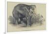 The Burmese White Elephant, Toung Taloung, Imported by Mr Barnum-null-Framed Giclee Print