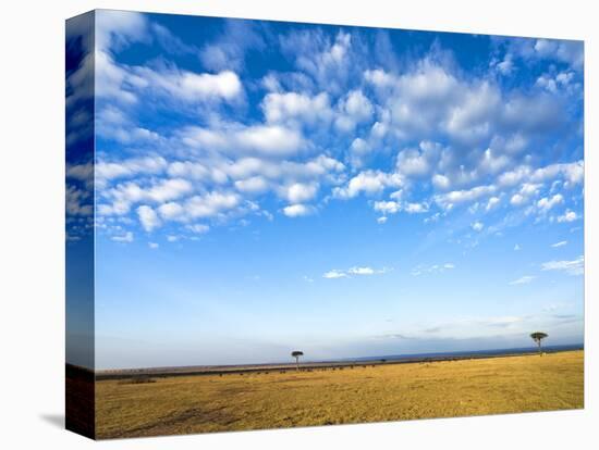 The Bush, Masai Mara National Reserve, Kenya, East Africa, Africa-null-Stretched Canvas