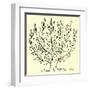 The Bush (Small)-Henri Matisse-Framed Serigraph