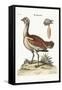 The Bustard Cock, 1749-73-George Edwards-Framed Stretched Canvas