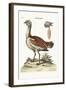 The Bustard Cock, 1749-73-George Edwards-Framed Giclee Print