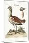 The Bustard Cock, 1749-73-George Edwards-Mounted Giclee Print