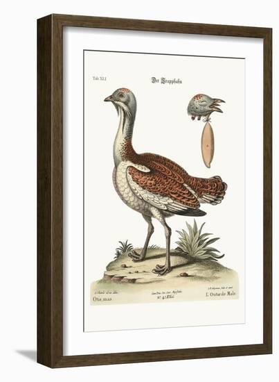 The Bustard Cock, 1749-73-George Edwards-Framed Giclee Print