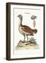 The Bustard Cock, 1749-73-George Edwards-Framed Giclee Print