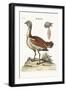 The Bustard Cock, 1749-73-George Edwards-Framed Giclee Print