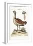 The Bustard Cock, 1749-73-George Edwards-Framed Giclee Print