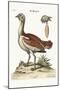 The Bustard Cock, 1749-73-George Edwards-Mounted Giclee Print