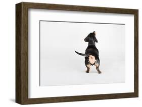 The Butt-Susan Sabo-Framed Photographic Print