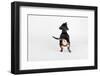 The Butt-Susan Sabo-Framed Photographic Print