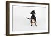 The Butt-Susan Sabo-Framed Photographic Print