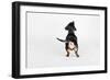 The Butt-Susan Sabo-Framed Photographic Print