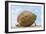 The Butterball Rock at Mamallapuram, Tamil Nadu, Southern India-Peter Adams-Framed Photographic Print