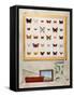 The Butterfly Collector, 2012-13-Rebecca Campbell-Framed Stretched Canvas