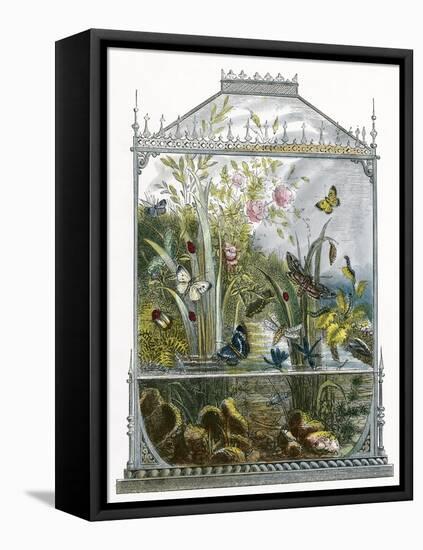 The Butterfly Vivarium-English-Framed Stretched Canvas