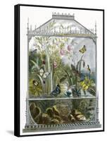 The Butterfly Vivarium-English-Framed Stretched Canvas