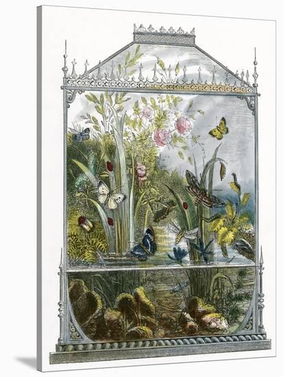 The Butterfly Vivarium-English-Stretched Canvas