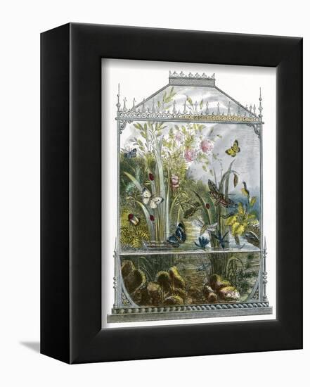 The Butterfly Vivarium-English-Framed Giclee Print