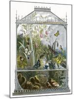 The Butterfly Vivarium-English-Mounted Giclee Print