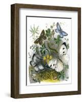 The Butterfly Vivarium-English-Framed Giclee Print