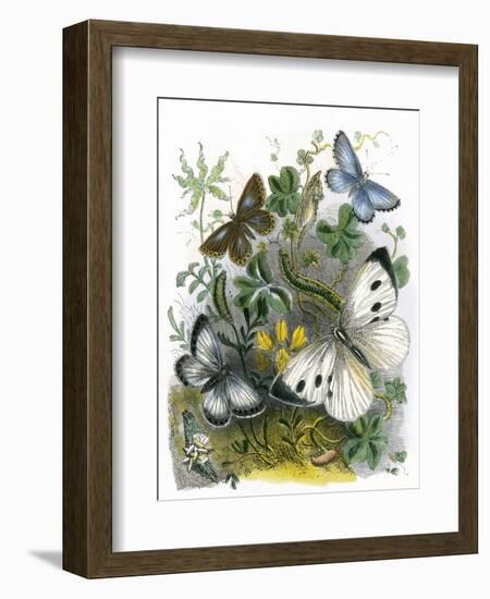 The Butterfly Vivarium-English-Framed Giclee Print