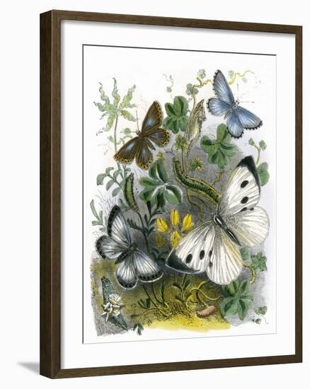 The Butterfly Vivarium-English-Framed Giclee Print