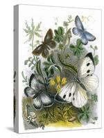 The Butterfly Vivarium-English-Stretched Canvas