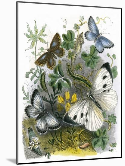 The Butterfly Vivarium-English-Mounted Giclee Print