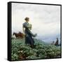 The Cabbage Field, 1914-Charles Courtney Curran-Framed Stretched Canvas