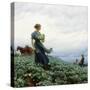 The Cabbage Field, 1914-Charles Courtney Curran-Stretched Canvas