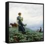 The Cabbage Field, 1914-Charles Courtney Curran-Framed Stretched Canvas