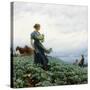 The Cabbage Field, 1914-Charles Courtney Curran-Stretched Canvas
