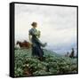 The Cabbage Field. 1914-Charles Courtney Curran-Framed Stretched Canvas