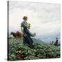 The Cabbage Field. 1914-Charles Courtney Curran-Stretched Canvas