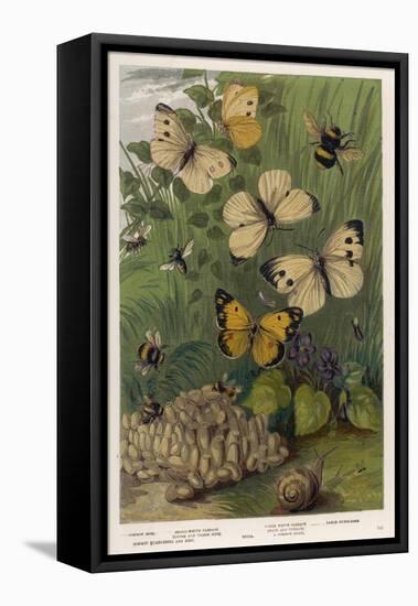 The Cabbage White and Other English Butterflies-null-Framed Stretched Canvas